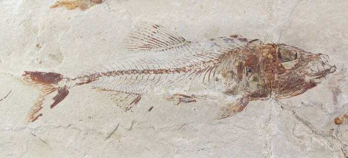 Cretaceous Fossil Fish (Spaniodon) - Part/Counterpart #24125